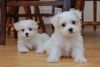 lovely Maltese puppies available for new family home