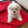 Beautiful Little Maltese Boy Puppy