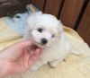 Kennel Club Reg. Sweet Tiny Puppies For Sale!