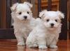 Gorgeous T-cup Maltese Puppies Now Available