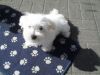 AKC Maltese puppies for adotion