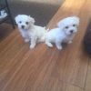 Female and male Maltese ready for new homes