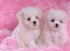 12 weeks old Maltese puppies for sale