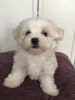 Beautiful Kc Maltese Boy Puppy.