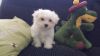 Beautiful Maltese Puppies for sale