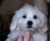 AKC quality Maltese Puppy for free adoption!!!