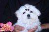Gorgeous Maltese puppies available