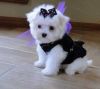 Who is Looking for a white Maltese puppies?Who is Looking (214) 612-25