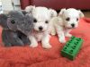 Fluffy Maltese Puppies