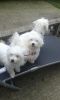 Pure Pedigree White Maltese Puppies For Sale!!!