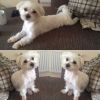 Cute maltese pupies