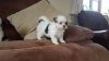Beautiful Maltese Only One Male!!