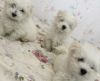 Adorable Kc Reg Maltese Puppies