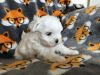 Kc Reg Maltese Puppies, Dad Is A Tiny Tea Cup Size