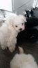 Gorgeous Kc Registered Maltese Puppies For Sale