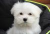 Pedigree Maltese Puppies Available Now