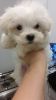 Gorgeous AKC Registered Maltese Puppies For Sale