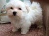 A.K.C. Registered Maltese Pups Ready Now
