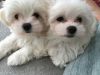 Kc Reg Maltese Puppies 2 Boys 1 Girl
