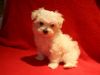 #ADORABLE small fluffy soft snow white Maltese puppies male and FEMALE
