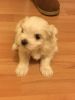Cute maltese puppy for rehoming