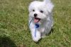 Priceless Pedigree Maltese Puppy Ready For Adoption! Text (678) 881-85