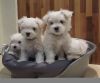Trust Kennel Maltese Pups For Sale