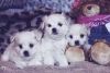 Puppies Ready for New Family Text (xxx) xxx-xxx2