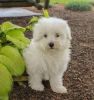 Lovely Teacup Maltese puppies For Adoption. Text (xxx) xxx-xxx2