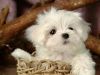 Quality Teacup Maltese Pups For Adoption. Text (xxx) xxx-xxx2