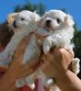 Affectionate Mini Maltese Puppies For Available