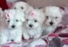 Maltese Puppies for Adoption. Text (xxx) xxx-xxx2