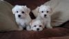 Outstanding Tiny Kc Registered Maltese Puppies