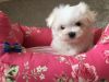 Ready Now Fully Vac Maltese Small Male Puppy Cute