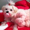 sweet and sparkling maltese puppies for sale