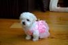 Beautiful Kennel Club Registered Maltese Puppies