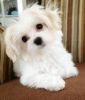 Super Cute Akc Maltese Puppy! (xxx) xxx-xxx3