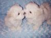2 Beautifully Kc Maltese Male Puppies Share Tweet +1 Pin it