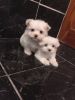 Beautiful Maltese Puppies Ready