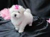 Beautiful white Teacup Maltese Puppies For Sale
