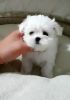 Beautiful White Teacup Maltese puppies for sale