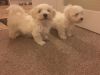Ready AKc Tiny Stunning Maltese Baby pups