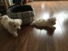 Male and female Maltese puppies for re-homing