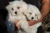 Adorable Maltese Puppies For Adoption