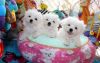 4 Cute Maltese Puppies