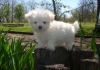 White Teacup Maltese puppies are ready