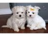 Cutest Maltese Puppies Available
