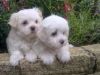 Stunning Maltese puppies ❤️❤️Text or call (xxx) xxx - xxx8