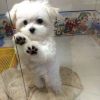 Tiny Kc Registered Maltese Boy Available