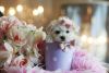 Beautiful Teacup Maltese Puppies girls and boys